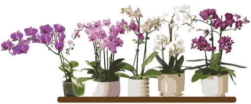 Crônica "Além da poeira", publicada em 28/08/2025 no Jornal Rascunho. Ilustração: Carolina Vigna. Disponível em: https://rascunho.com.br/cronistas/carolina-vigna/alem-da-poeira/